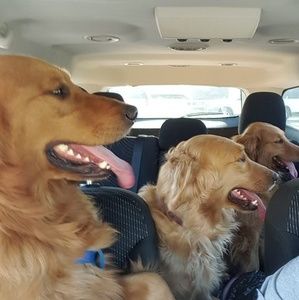 Meet your Posher, Betsy